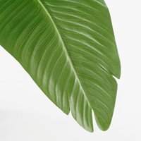 Kunstplant Mica Bananen boom in plastic pot 180cm-1