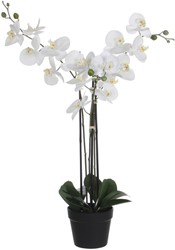 Kunstplant Mica Phalaenopsis orchideeën wit in plastic pot 79cm