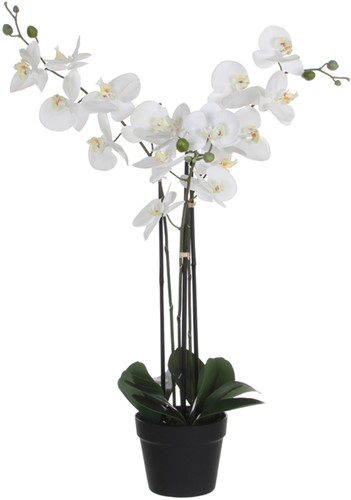 Kunstplant Mica Phalaenopsis orchideeën wit in plastic pot 79cm