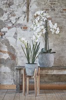 Kunstplant Mica Phalaenopsis orchideeën wit in plastic pot 79cm-2