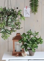 Kunstplant Mica Syngonium groen in pot Ø25 35cm-2
