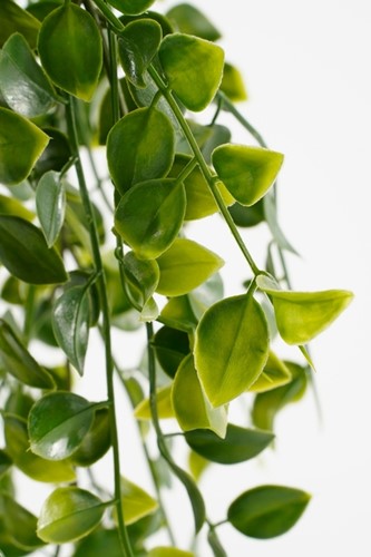 Kunstplant Mica Ficus hangend in pot groen Ø20 46cm-3
